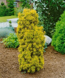 Taxus baccata Fastigiata Aurea 3xv mB 80-90