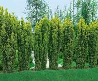 Taxus baccata Fastigiata Aurea 3xv mB 80-90