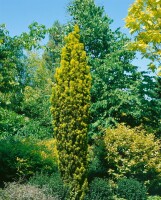 Taxus baccata Fastigiata Aurea 3xv mB 80-90