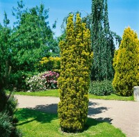 Taxus baccata Fastigiata Aurea 3xv mB 80-90