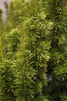 Taxus baccata Fastigiata Aurea 3xv mB 80-90