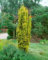 Taxus baccata Fastigiata Aurea 3xv mB 80-90