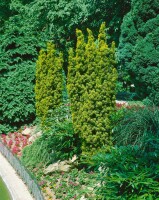 Taxus baccata Fastigiata Aurea 3xv mB 80-90