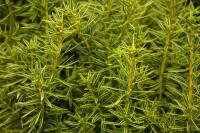 Taxus baccata Fastigiata Aurea 3xv mB 90-100