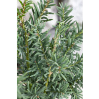 Taxus baccata Fips 15- 20 cm