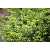 Taxus baccata Golden Nugget  20- 25 cm