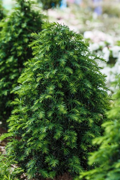 Taxus baccata Höpkens Gigant -neu- 40- 50 cm