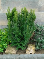 Taxus baccata Höpkens Gigant -neu- 40- 50 cm