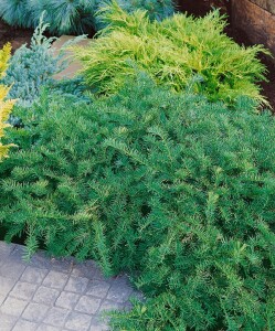 Taxus baccata Repandens 2xv 20- 25 cm