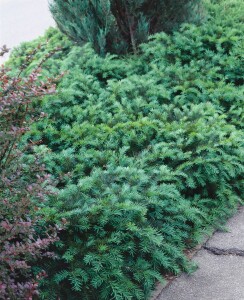 Taxus baccata Repandens 2xv 20- 25 cm