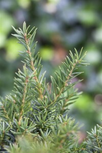 Taxus baccata Repandens 2xv 20- 25 cm