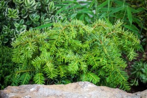 Taxus baccata Repandens 2xv 20- 25 cm