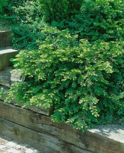 Taxus baccata Repandens 3xv 30- 40 cm