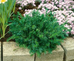 Taxus baccata Repandens 3xv 30- 40 cm