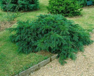 Taxus baccata Repandens 3xv 30- 40 cm