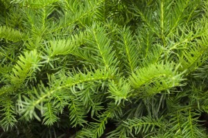 Taxus baccata Repandens 3xv mB 50- 60 cm