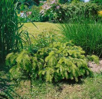 Taxus baccata Repandens 3xv mB 50- 60 cm