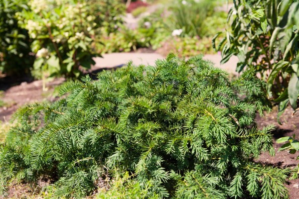 Taxus baccata Repandens 4xv mb 60-70 cm