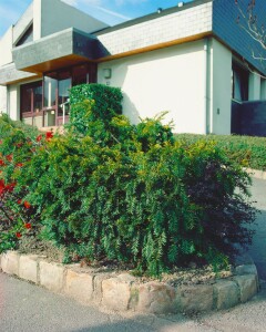 Taxus baccata Repandens 4xv mb 60-70 cm