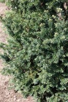 Taxus baccata Schwarzgrün mb 50-60 cm