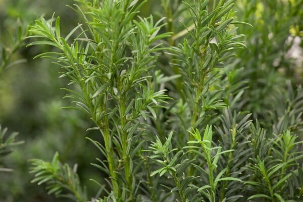 Taxus baccata Schwarzgrün mb 60-70 cm