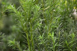 Taxus baccata Schwarzgrün Würfel 4xv mDb 60-70