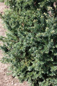 Taxus baccata Schwarzgrün Würfel 4xv mDb 60-70