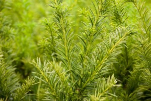 Taxus baccata Semperaurea 20- 25 cm