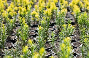 Taxus baccata Semperaurea 20- 25 cm