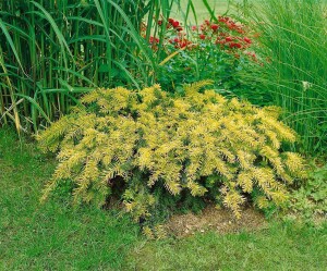 Taxus baccata Semperaurea 20- 25 cm