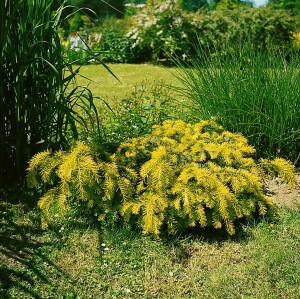 Taxus baccata Semperaurea mB 25- 30 cm