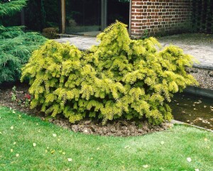 Taxus baccata Semperaurea mB 25- 30 cm