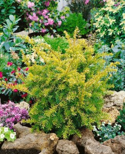 Taxus baccata Semperaurea mB 25- 30 cm