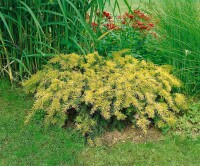 Taxus baccata Semperaurea mB 25- 30 cm