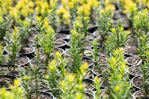 Taxus baccata Semperaurea 3 L 30-40