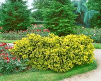 Taxus baccata Semperaurea 3 L 30-40