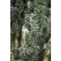 Taxus baccata Westerstede mb 50-60 cm