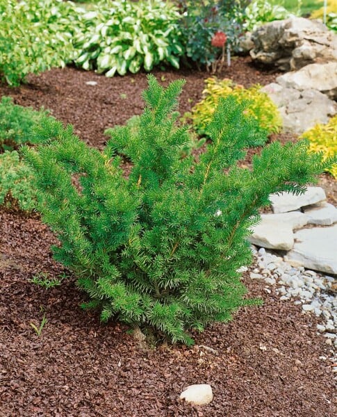 Taxus media Farmen 25- 30 cm