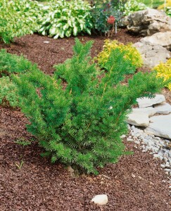 Taxus media Farmen 25- 30 cm