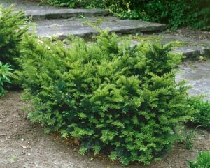 Taxus media Farmen 25- 30 cm