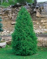 Thuja occidentalis Columna 100-125 cm