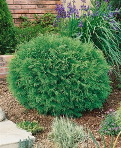 Thuja occidentalis Danica 3xv mB 40- 50 cm