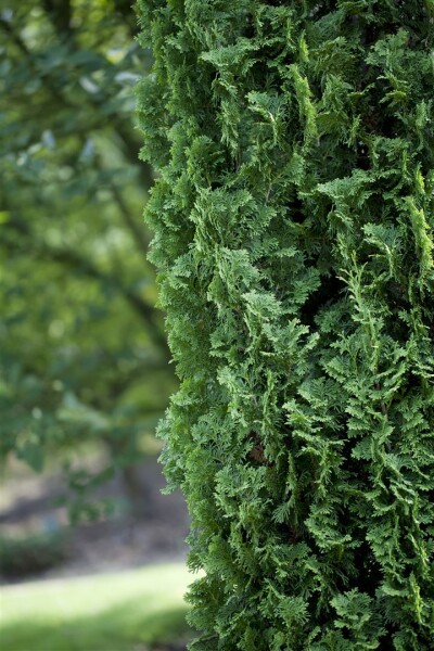 Thuja occidentalis Degroot Spire 2xv mB 60- 80 cm