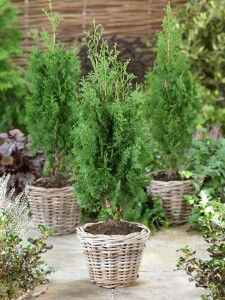 Thuja occidentalis Degroot Spire 2xv mB 60- 80 cm