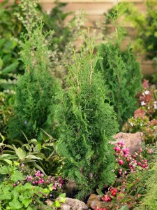 Thuja occidentalis Degroot Spire 2xv mB 60- 80 cm