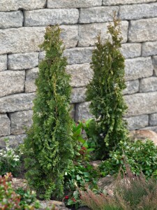 Thuja occidentalis Degroot Spire 2xv mB 60- 80 cm