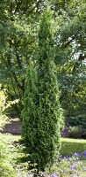 Thuja occidentalis Degroot Spire 2xv mB 60- 80 cm