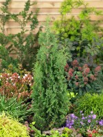 Thuja occidentalis Degroot Spire 2xv mB 60- 80 cm