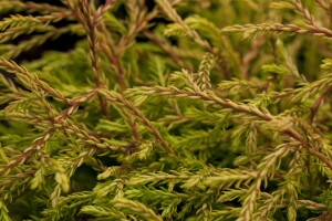 Thuja occidentalis Golden Tuffet 20- 25 cm