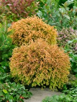 Thuja occidentalis Golden Tuffet 20- 25 cm